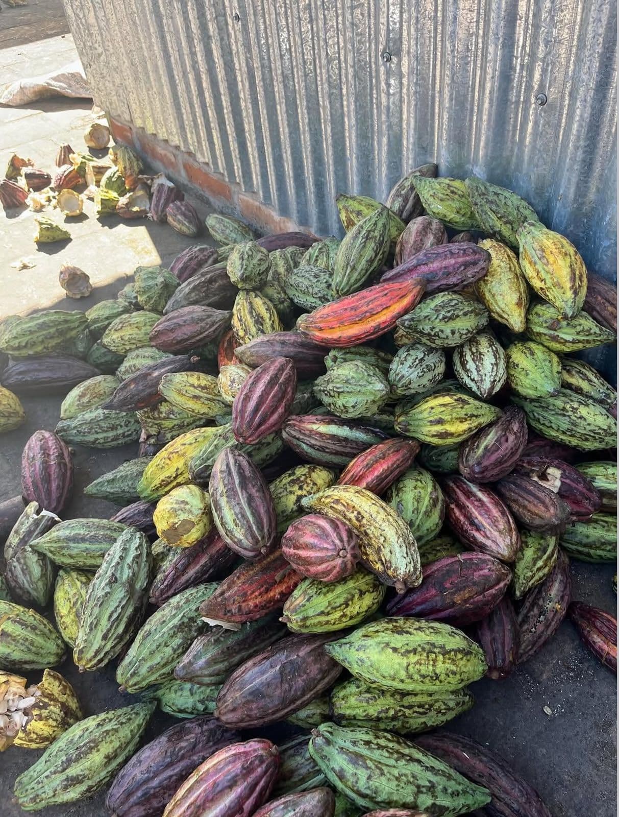 Artisanal Chocolate Making Workshop in Santa Ana