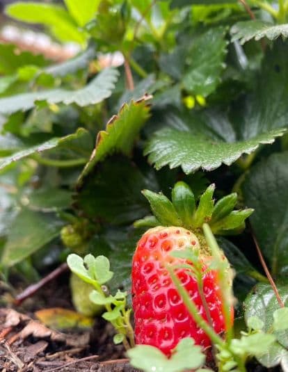 Gastronomic Experience among Strawberry Gardens