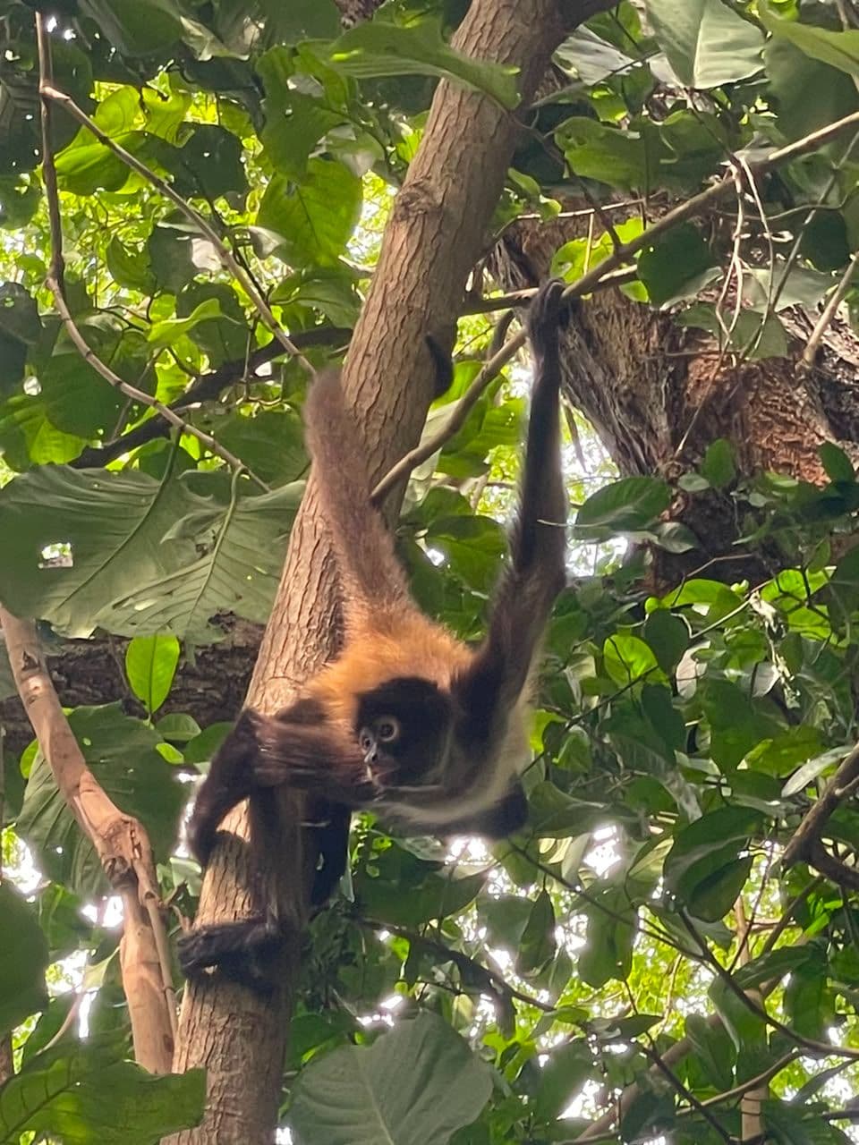 Kayak and Spider Monkey Observation in Jiquilisco Bay
